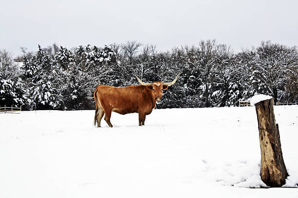 Texas longhorn cattle in a snow-covered field