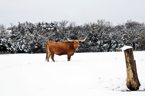 longhorn steer standing in a snowy field