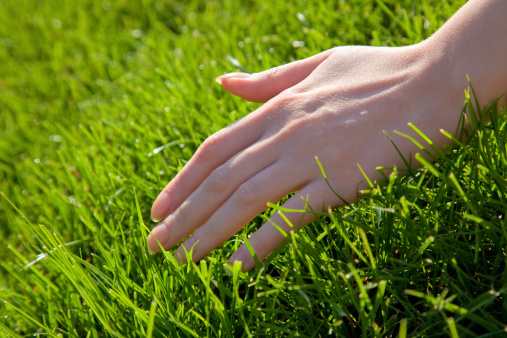Woman hand with green grass.
