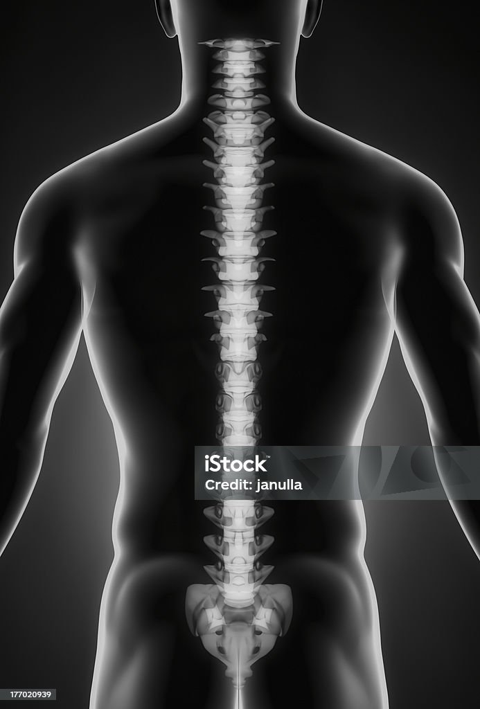 휴머니즘 척추 후면 보기 - 로열티 프리 건강관리와 의술 스톡 사진