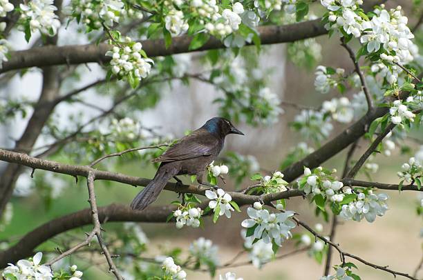 istock Missouri Grackle in a blooming Crabapple Tree 177020999