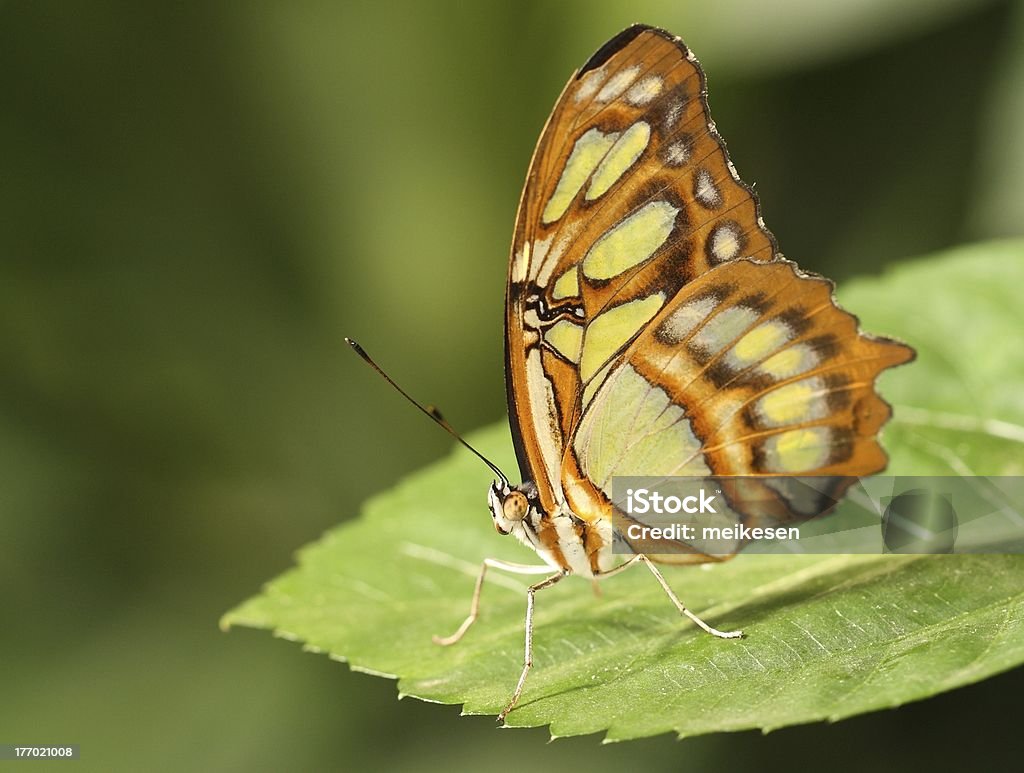 Piękny Motyl Malachite - Zbiór zdjęć royalty-free (Bliskie zbliżenie)