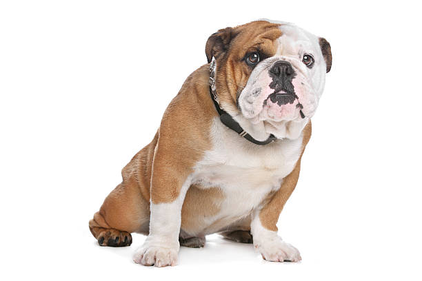 istock English Bulldog 177021042