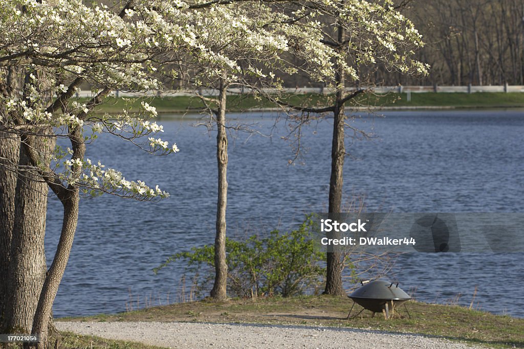 Fogueira e Dogwoods no lago - Foto de stock de Branco royalty-free