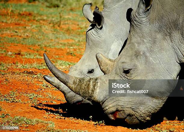 Weiße Nashorn Horns Stockfoto und mehr Bilder von Afrika - Afrika, Asien, Bedrohte Tierart