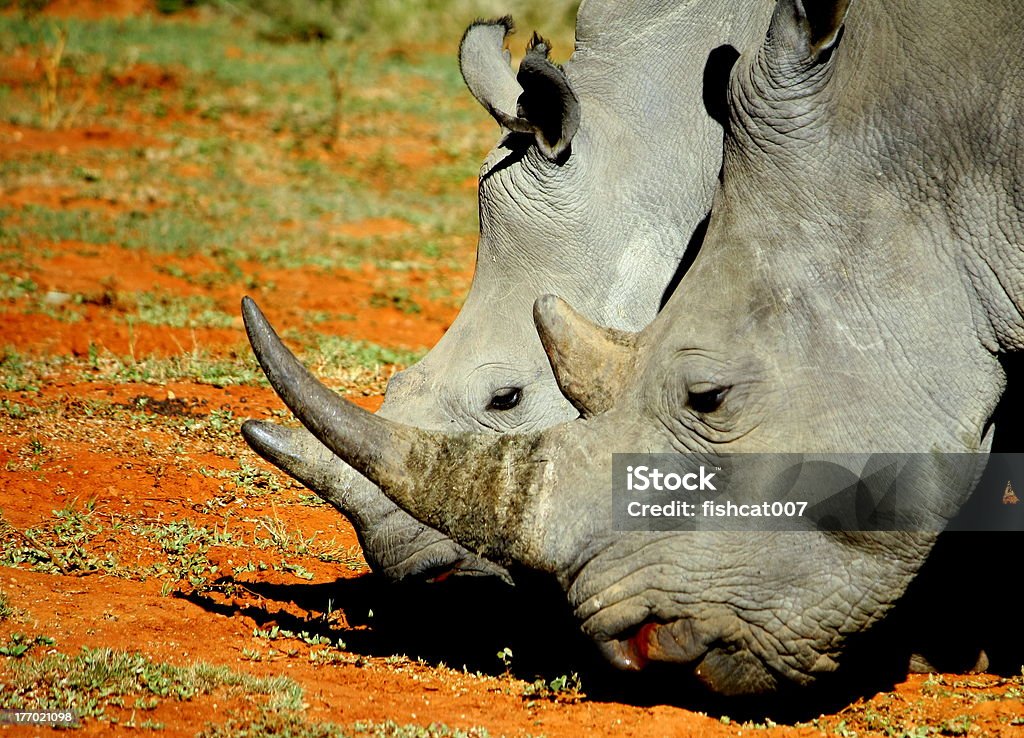 Chifres de rinocerontes-brancos - Foto de stock de Animais de Safári royalty-free