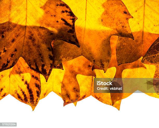 튤립 포플라 나무 휴가 배경 0명에 대한 스톡 사진 및 기타 이미지 - 0명, 가을, 계절