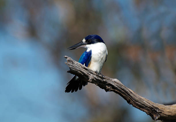 istock Australia, Zoology 177021326