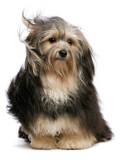 istock Cute tricolor Havanese dog is sitting in wind 177021337
