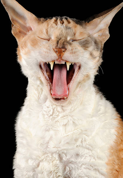 istock Yawning Cornish Rex Cat on Black Background 177021606