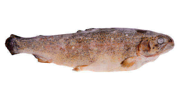 istock single frozen trout isolated on white 177021626