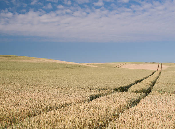 Cornfield stock photo