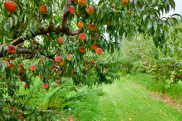 peach orchard - obstgarten stock-fotos und bilder