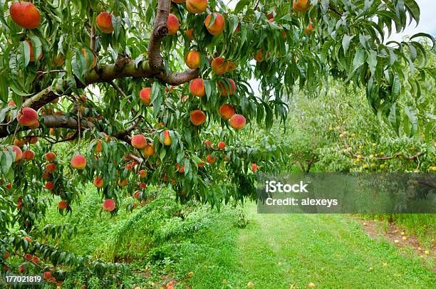 Photo libre de droit de Peach Orchard banque d'images et plus d'images libres de droit de Pêcher - Pêcher, Pêche - Fruit, Verger