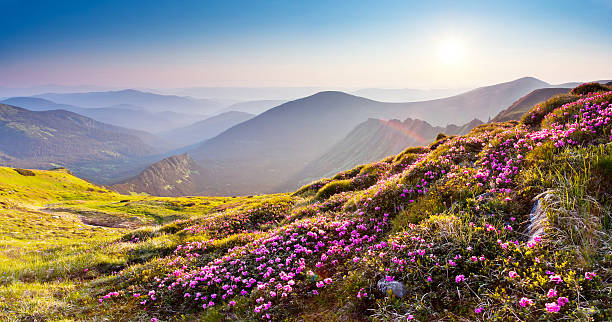 istock Colorful floral landscape on a mountain range 177021852