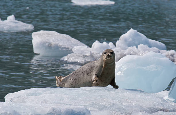 Harbor Seal on Ice Flow stock photo