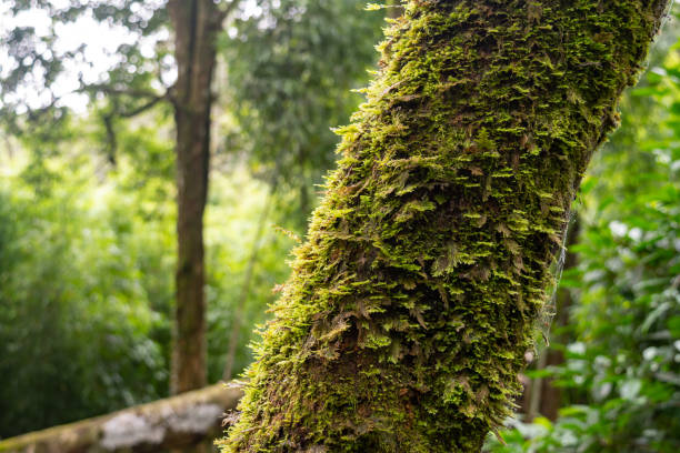 istock A big tree around by moss at forest blur background 1770222616