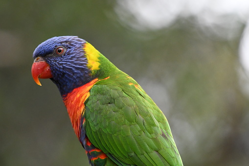 Half pale-headed rosella half eastern rosella.  On the NSW and QLD border these two rosella species often interbreed.