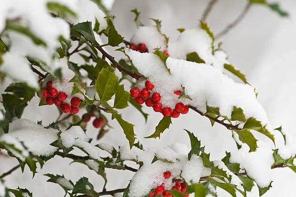 Snow Covered Holly Bush stock photo