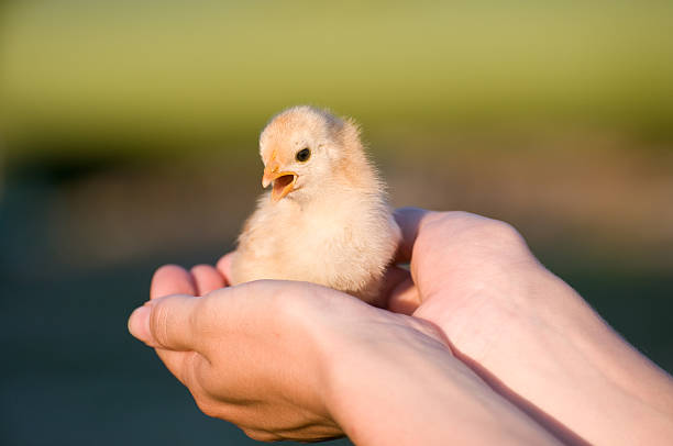 Baby chicken stock photo