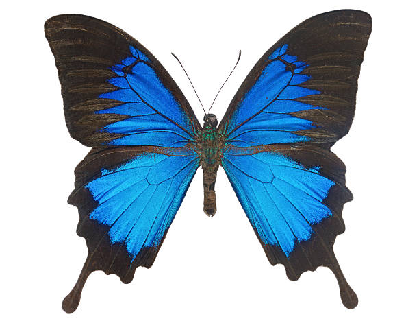 istock Blue Ulysses Butterfly 177022587