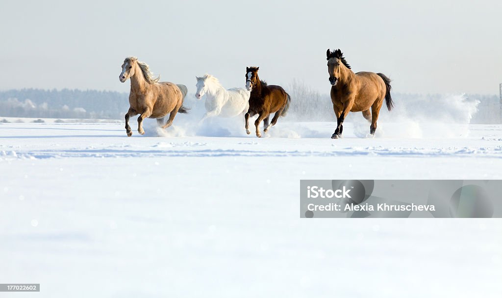 Gruppo di cavalli corre Galoppo in inverno - Foto stock royalty-free di Cavallo - Equino