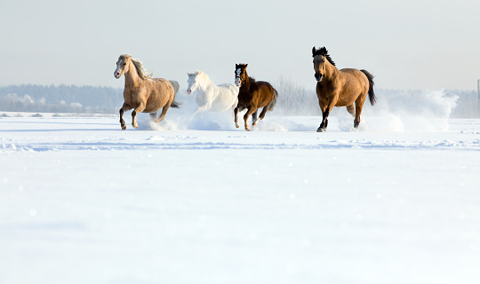 Group of four horses runs gallop freedom in meadow.