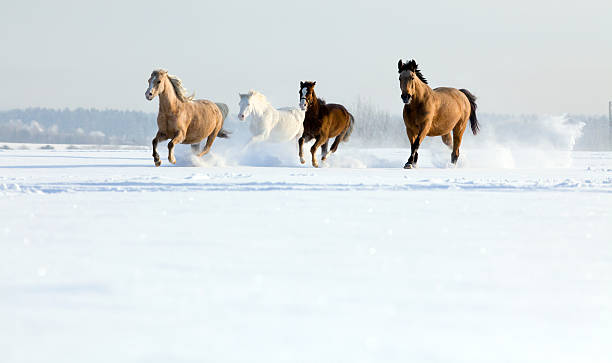 Group of horses runs gallop in winter Group of four horses runs gallop freedom in meadow. arabian horse photos stock pictures, royalty-free photos & images