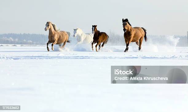 Foto de Grupo De Cavalos Corre Galope No Inverno e mais fotos de stock de Cavalo - Família do cavalo - Cavalo - Família do cavalo, Inverno, Neve