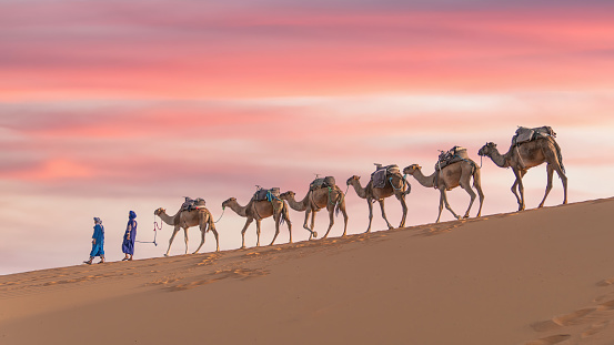 Sahara Desert, Morocco - 14 September 2022: Two Berber men leading a camel caravan across sand dunes in Sahara Desert, Morocco