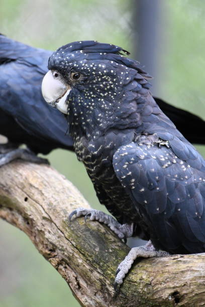 istock Red-tailed black cockatoo 1770228722