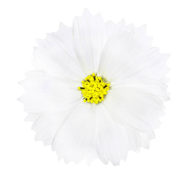 istock white color flower with yellow center 177022875
