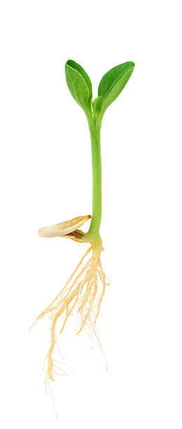 istock Pumpkin plant growing from seed, isolated on white 177022949