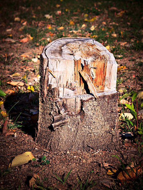 Tree Stump stock photo