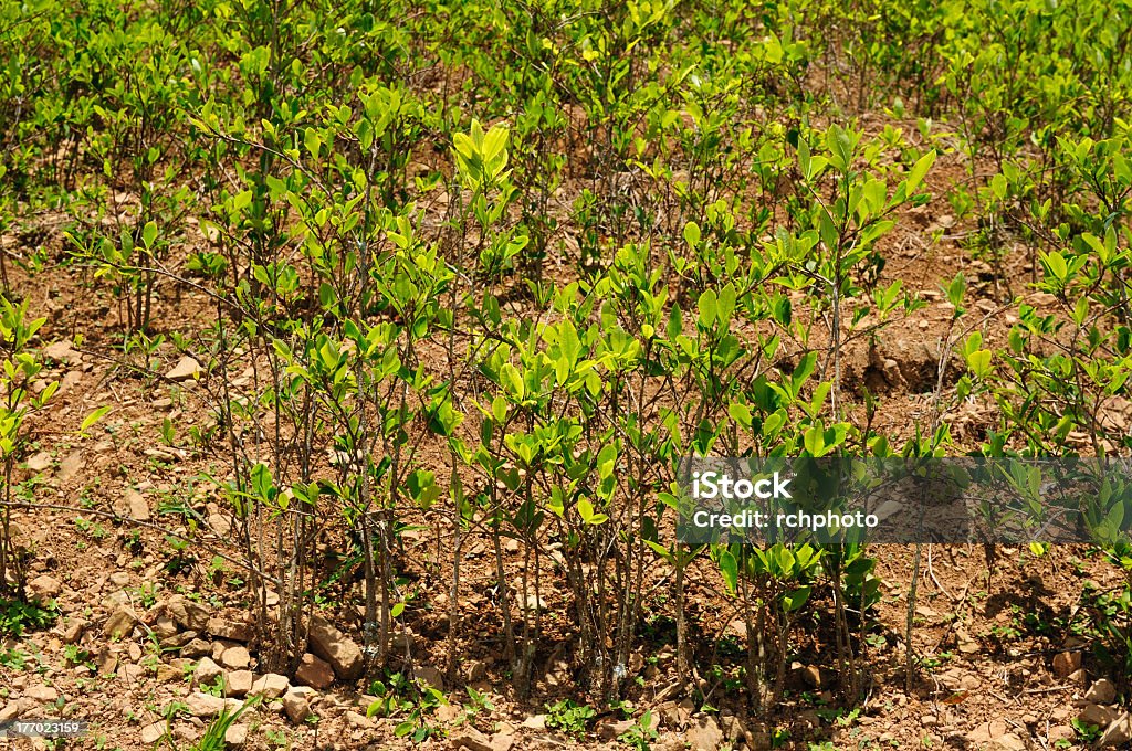 Coca plants in the Andes Mountains, Bolivia Bolivia, coca plants in the Andes Mountains near Coroico, The photo present close up of the coca leaves on the coca plantation. Agricultural Field Stock Photo