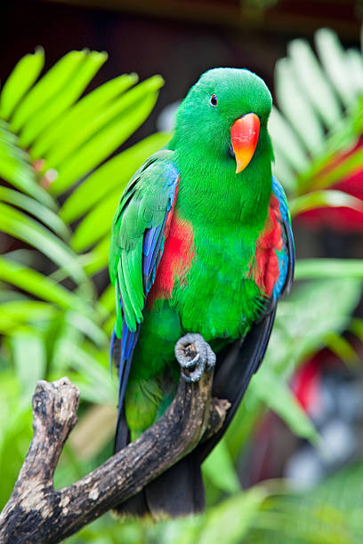 Great-billed Parrot  in nature surrounding "Great-billed green Parrot in nature surrounding( Eclectus), Bali, Indonesia" eclectus parrot stock pictures, royalty-free photos & images