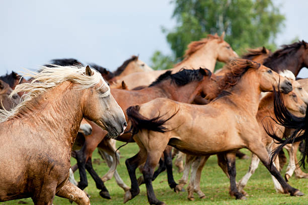 istock Wild horses runs gallop in field 177023324