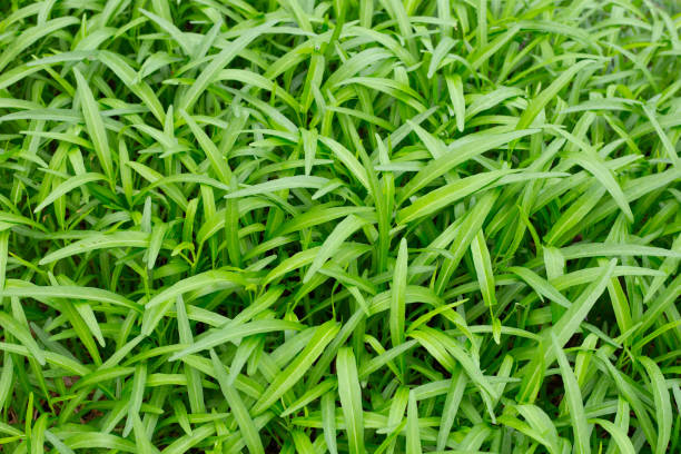 istock Water spinach or water convolvulus in vegetable patch 1770234470