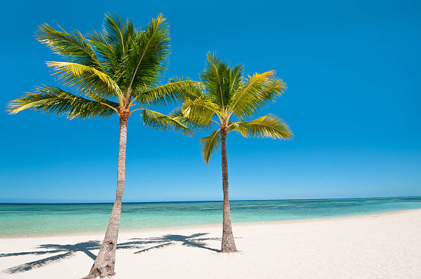 istock Palms and beach on tropical island 177023482