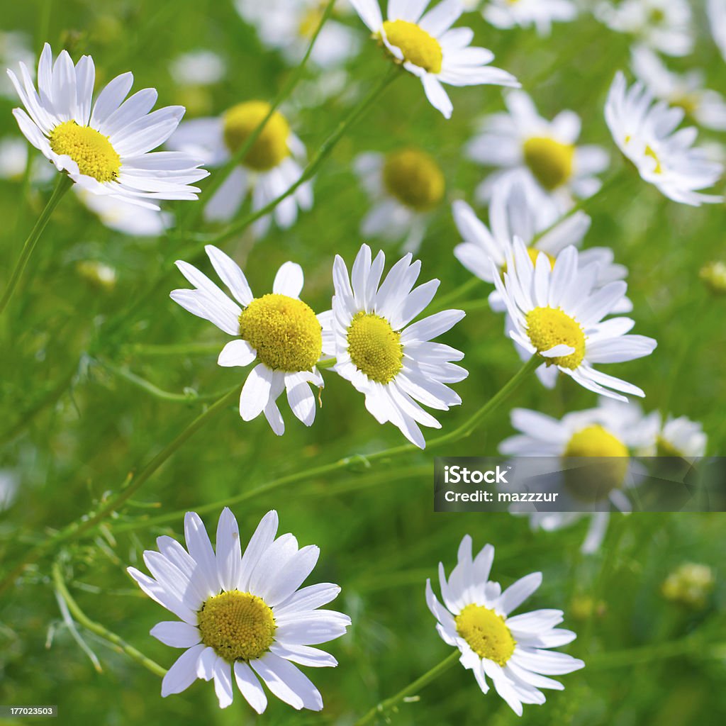 Bellissimo sole fiori di camomilla-Primo piano - Foto stock royalty-free di Aiuola