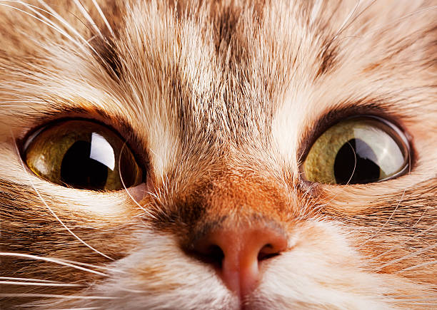 istock Macro shot of cat face 177023643