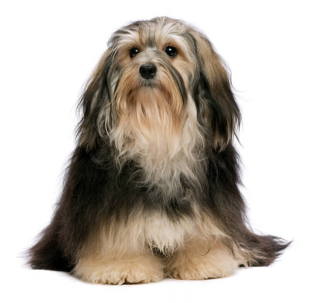 istock Cute sitting tricolor Havanese dog is looking upwards 177023676