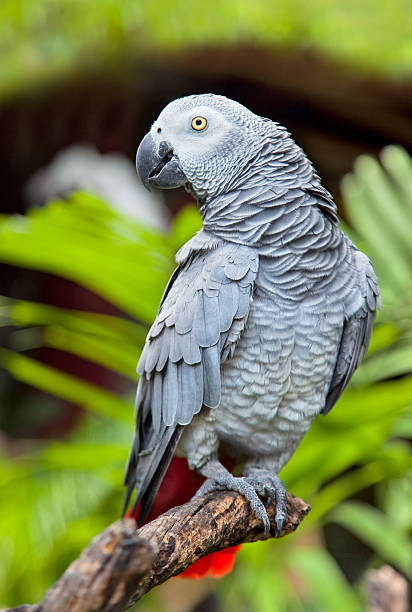 istock African Grey Parrot in nature surrounding 177023738