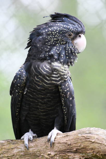istock Red-tailed black cockatoo 1770239398