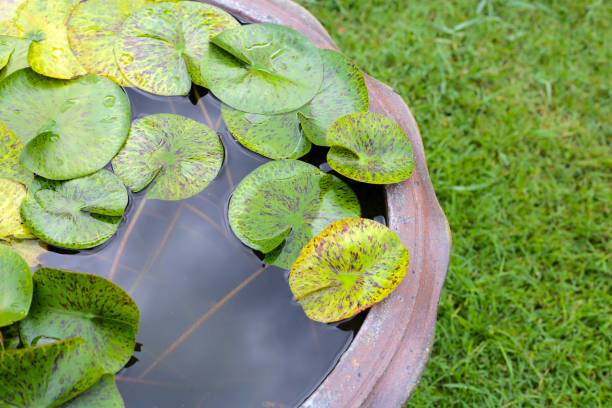 istock Beautiful water lily in a water pot 1770240468