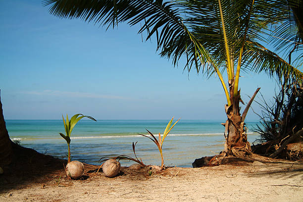 Kokosowego-tree – zdjęcie
