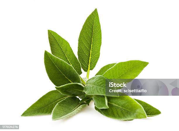 Sage Stock Photo - Download Image Now - Botany, Food, Food and Drink
