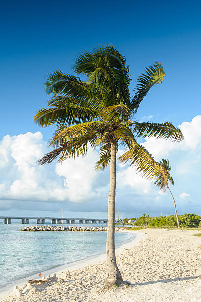 istock Palm Tree at a tropical beach in the Florida Keys 177024550