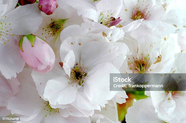 Cherry Blossom Stockfoto und mehr Bilder von April - April, Baum, Bildhintergrund