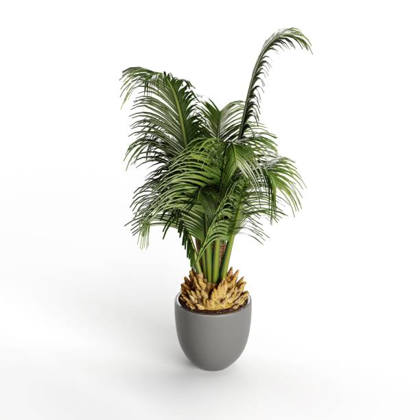 istock 3D of potted plant on a white background 1770247146